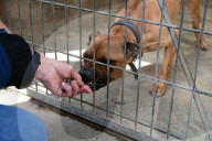 Animals For Adoption At The Saint-Etienne Animal Protection Society