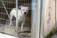 Animals For Adoption At The Saint-Etienne Animal Protection Society