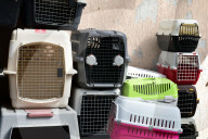Animals For Adoption At The Saint-Etienne Animal Protection Society