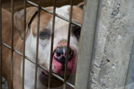 Animals For Adoption At The Saint-Etienne Animal Protection Society