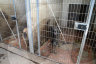 Animals For Adoption At The Saint-Etienne Animal Protection Society
