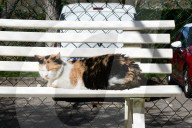 Animals For Adoption At The Saint-Etienne Animal Protection Society