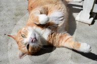 Animals For Adoption At The Saint-Etienne Animal Protection Society