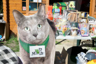Animals For Adoption At The Saint-Etienne Animal Protection Society