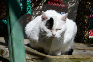 Animals For Adoption At The Saint-Etienne Animal Protection Society