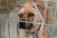 Animals For Adoption At The Saint-Etienne Animal Protection Society