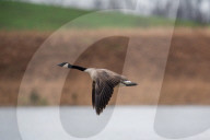 Wildlife At The Fernald Nature Preserve