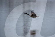 Wildlife At The Fernald Nature Preserve