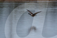 Wildlife At The Fernald Nature Preserve
