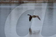 Wildlife At The Fernald Nature Preserve