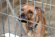 Animals For Adoption At The Saint-Etienne Animal Protection Society