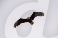 Wildlife At The Fernald Nature Preserve