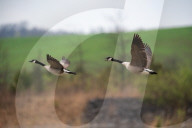 Wildlife At The Fernald Nature Preserve
