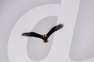 Wildlife At The Fernald Nature Preserve