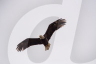 Wildlife At The Fernald Nature Preserve