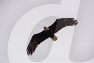 Wildlife At The Fernald Nature Preserve