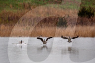 Wildlife At The Fernald Nature Preserve