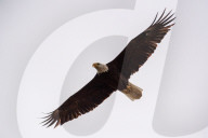 Wildlife At The Fernald Nature Preserve