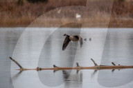 Wildlife At The Fernald Nature Preserve