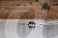 Wildlife At The Fernald Nature Preserve
