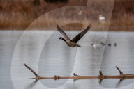 Wildlife At The Fernald Nature Preserve