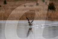 Wildlife At The Fernald Nature Preserve