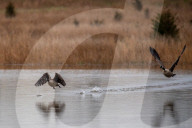 Wildlife At The Fernald Nature Preserve