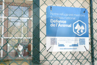 Animals For Adoption At The Saint-Etienne Animal Protection Society