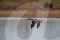 Wildlife At The Fernald Nature Preserve