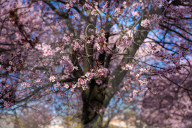 Cherry Blossoms In Warsaw, Poland