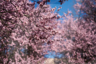 Cherry Blossoms In Warsaw, Poland