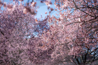 Cherry Blossoms In Warsaw, Poland