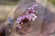 Cherry Blossoms In Warsaw, Poland