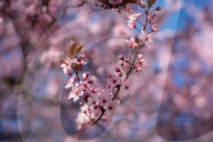 Cherry Blossoms In Warsaw, Poland