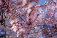 Cherry Blossoms In Warsaw, Poland