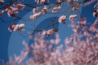Cherry Blossoms In Warsaw, Poland
