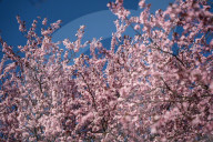 Cherry Blossoms In Warsaw, Poland