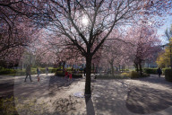 Cherry Blossoms In Warsaw, Poland