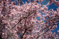 Cherry Blossoms In Warsaw, Poland