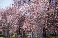 Cherry Blossoms In Warsaw, Poland