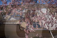 Cherry Blossoms In Warsaw, Poland