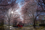 Cherry Blossoms In Warsaw, Poland