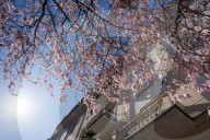 Cherry Blossoms In Warsaw, Poland