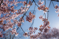 Cherry Blossoms In Warsaw, Poland