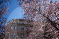 Cherry Blossoms In Warsaw, Poland