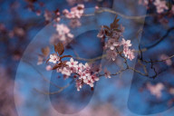 Cherry Blossoms In Warsaw, Poland