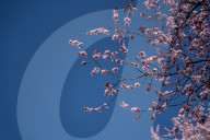Cherry Blossoms In Warsaw, Poland