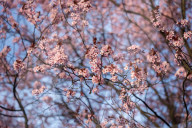 Cherry Blossoms In Warsaw, Poland