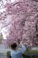 Cherry Blossoms In Warsaw, Poland