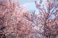 Cherry Blossoms In Warsaw, Poland